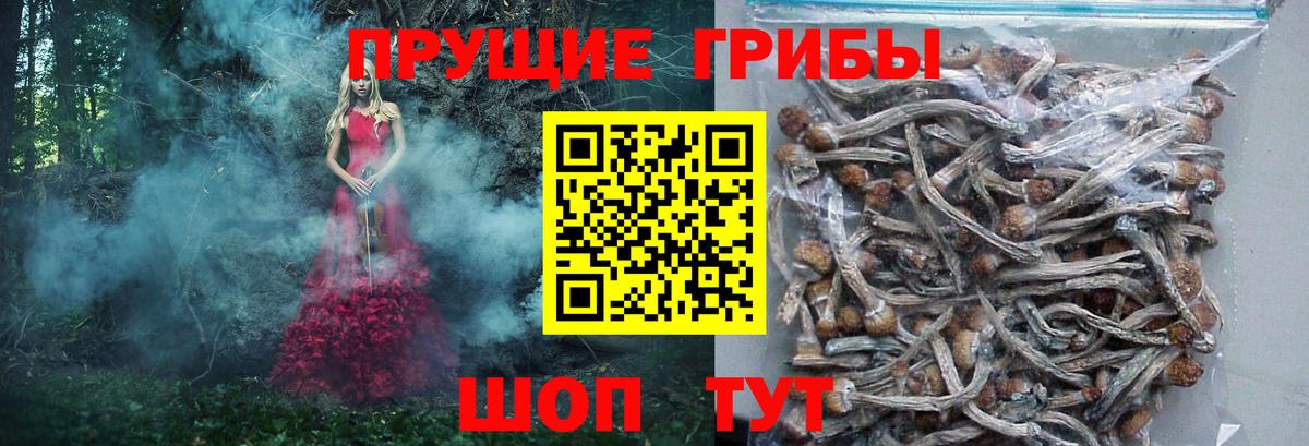 Вольск  Псилоцибиновые грибы ЛСД  Псилоцибиновые грибы Psilocybe  Вход с VPN 