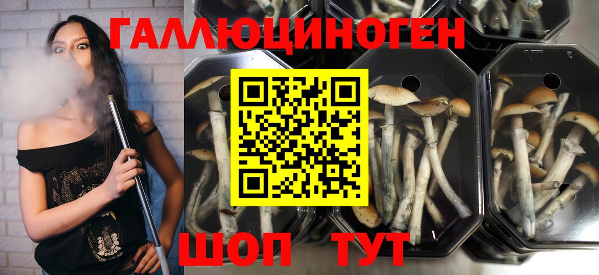 Галлюциногенные грибы Cubensis  дарнет шоп  Вольск  Псилоцибиновые грибы Magic Shrooms 